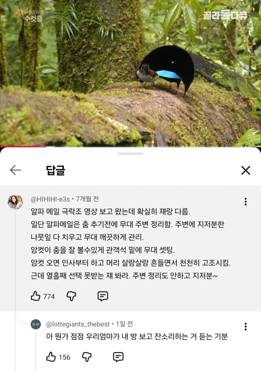 선택받은 극락조와 그렇지 않은 극락조의 차이_1.webp