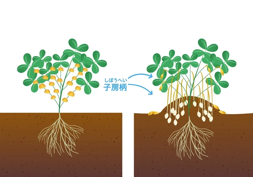 신기한 땅콩의 성장 과정.jpg_2.webp