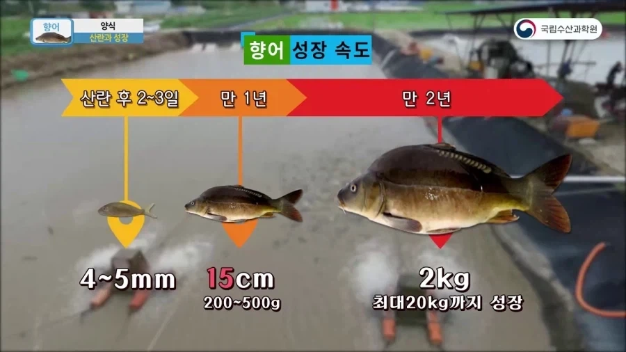 민물고기 회를 안전하게 먹을 수 있는 이유_1.webp