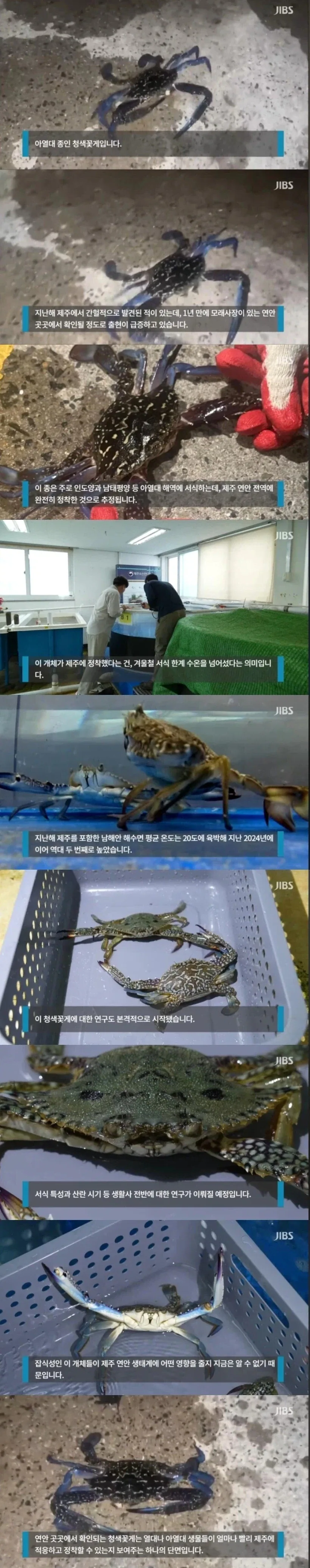 장난 수준이 아니라는 남해안 톱날 꽃게_1.webp