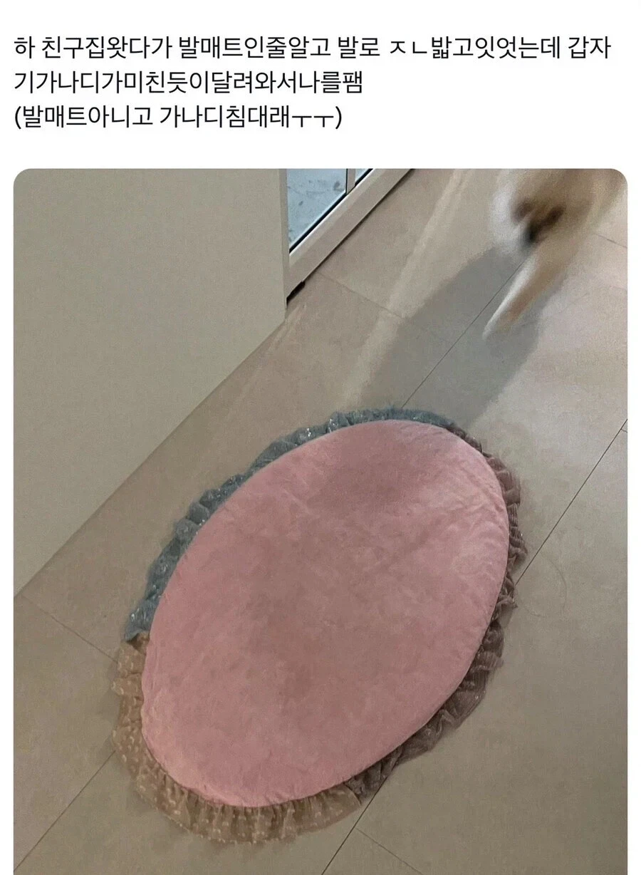 친구집에서 발매트인줄 알고 밟고 있던 것의 정체_1.webp