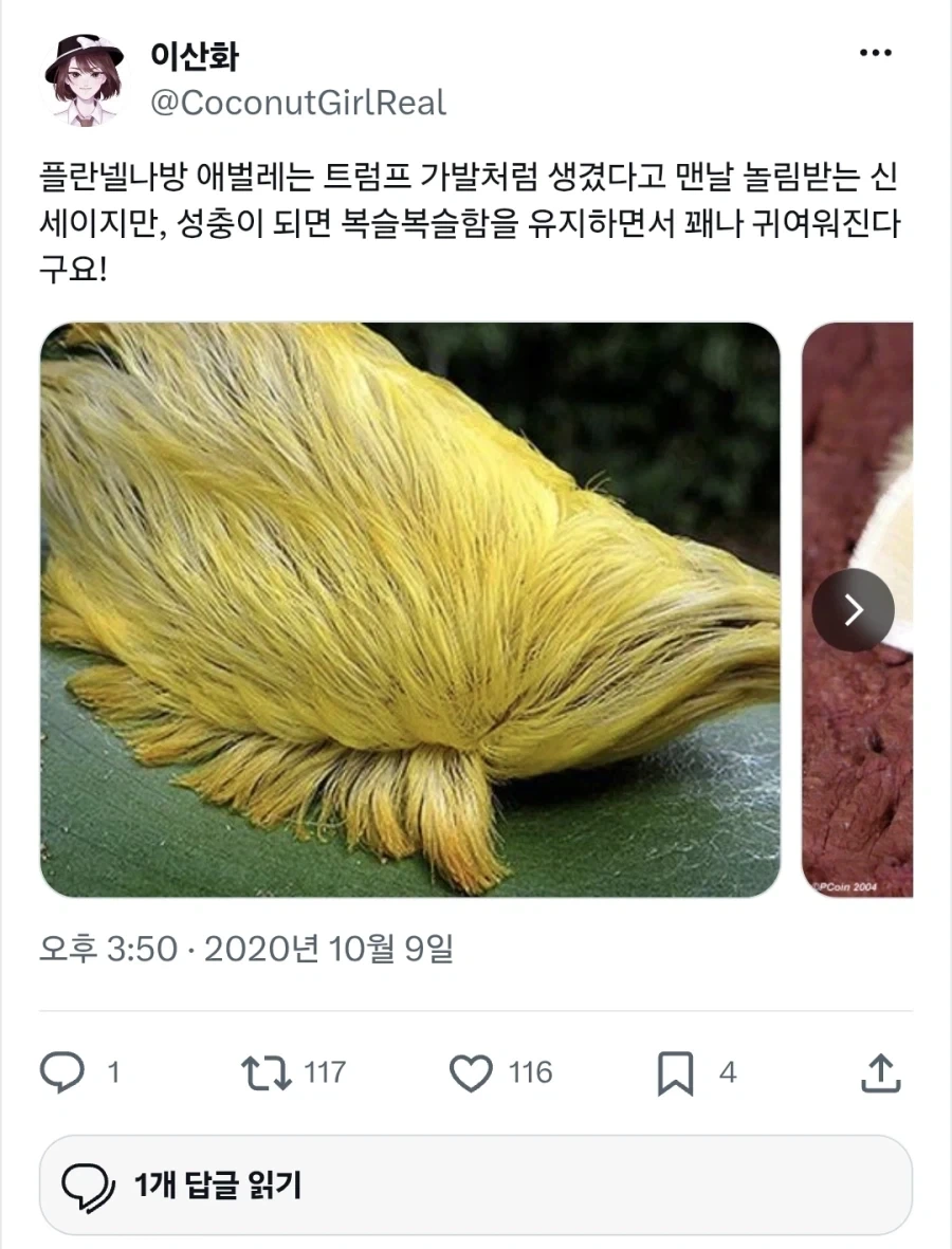 의외로 진짜 트럼프처럼 보이는 것_1.webp