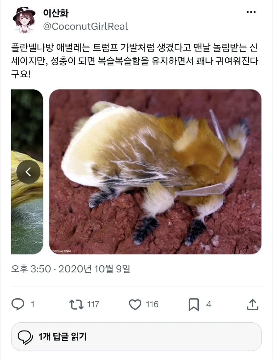 의외로 진짜 트럼프처럼 보이는 것_2.webp