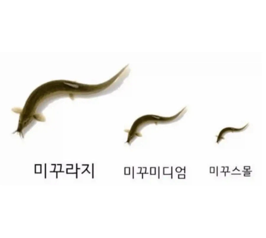 크기별 미꾸라지 구별법_1.webp