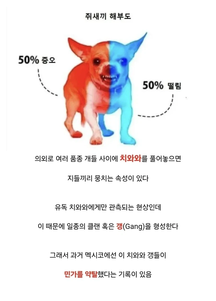 치와와에 대한 흥미로운 사실_1.webp