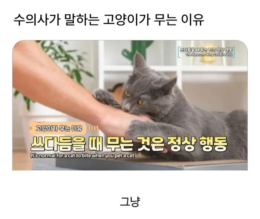 수의사가 말하는 고양이가 무는이유_1.webp