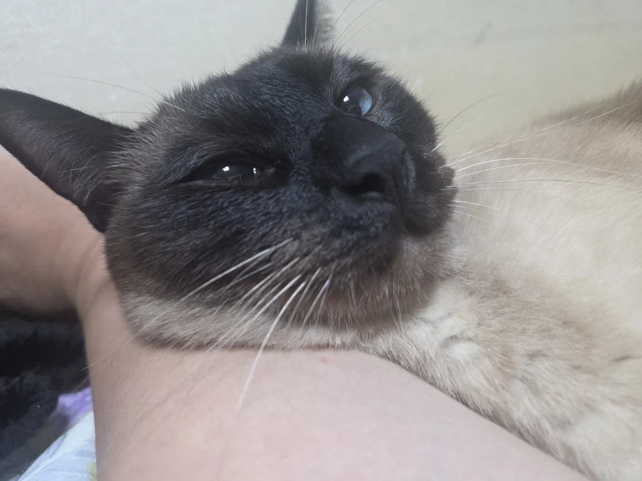 집사 손이 편하고 좋은 고양이_1.webp