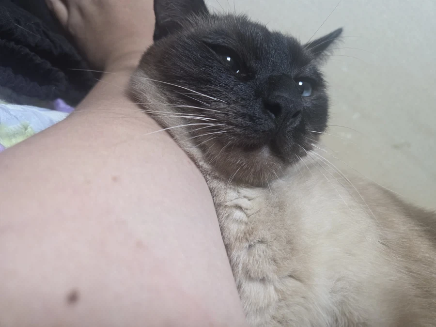 집사 손이 편하고 좋은 고양이_2.webp