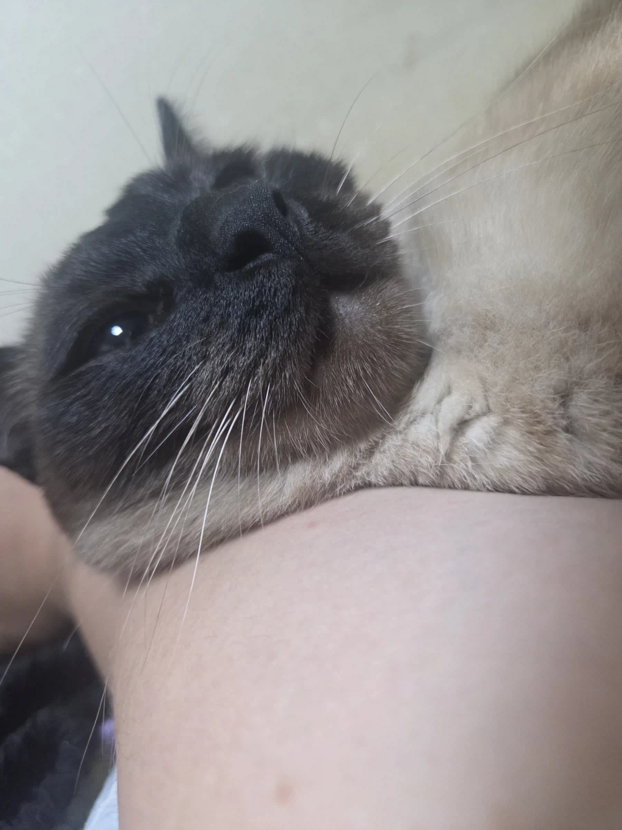 집사 손이 편하고 좋은 고양이_3.webp