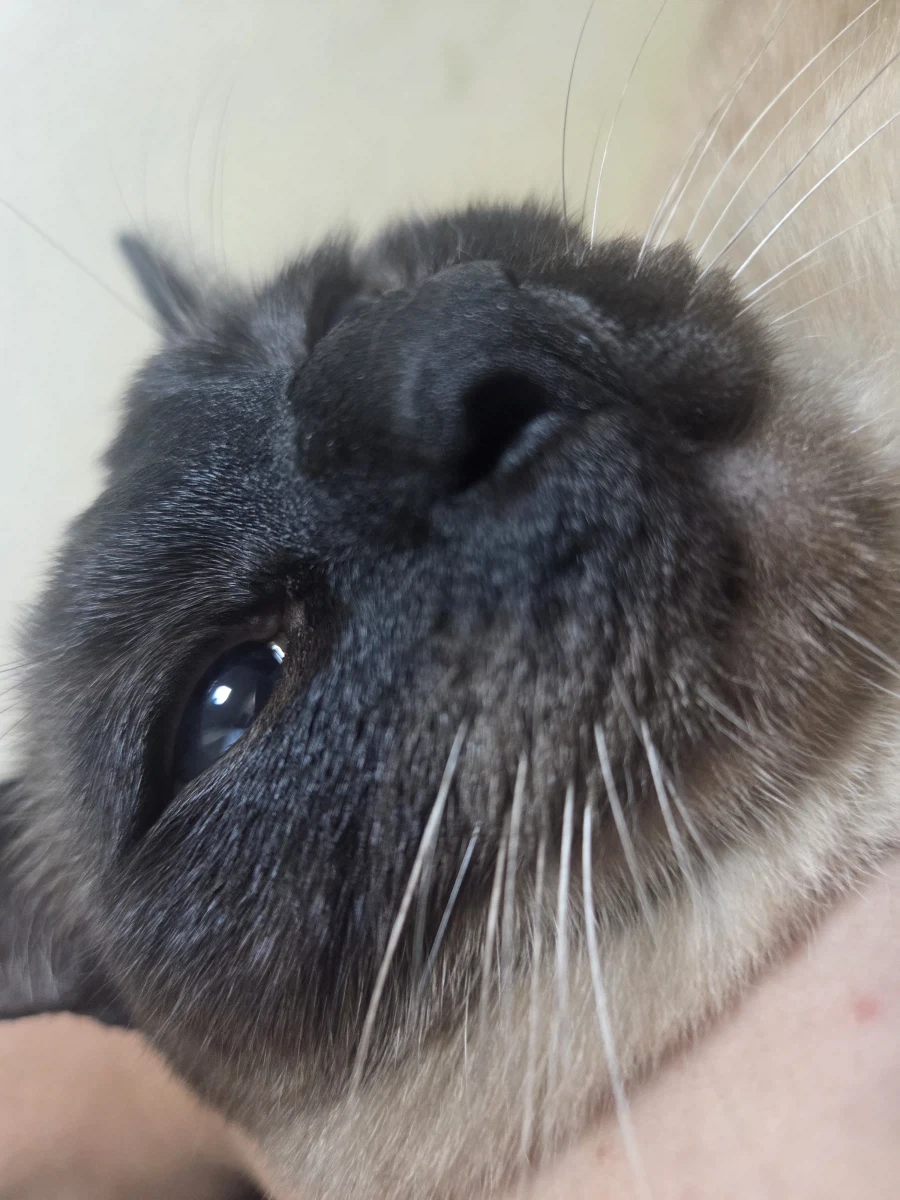 집사 손이 편하고 좋은 고양이_4.webp