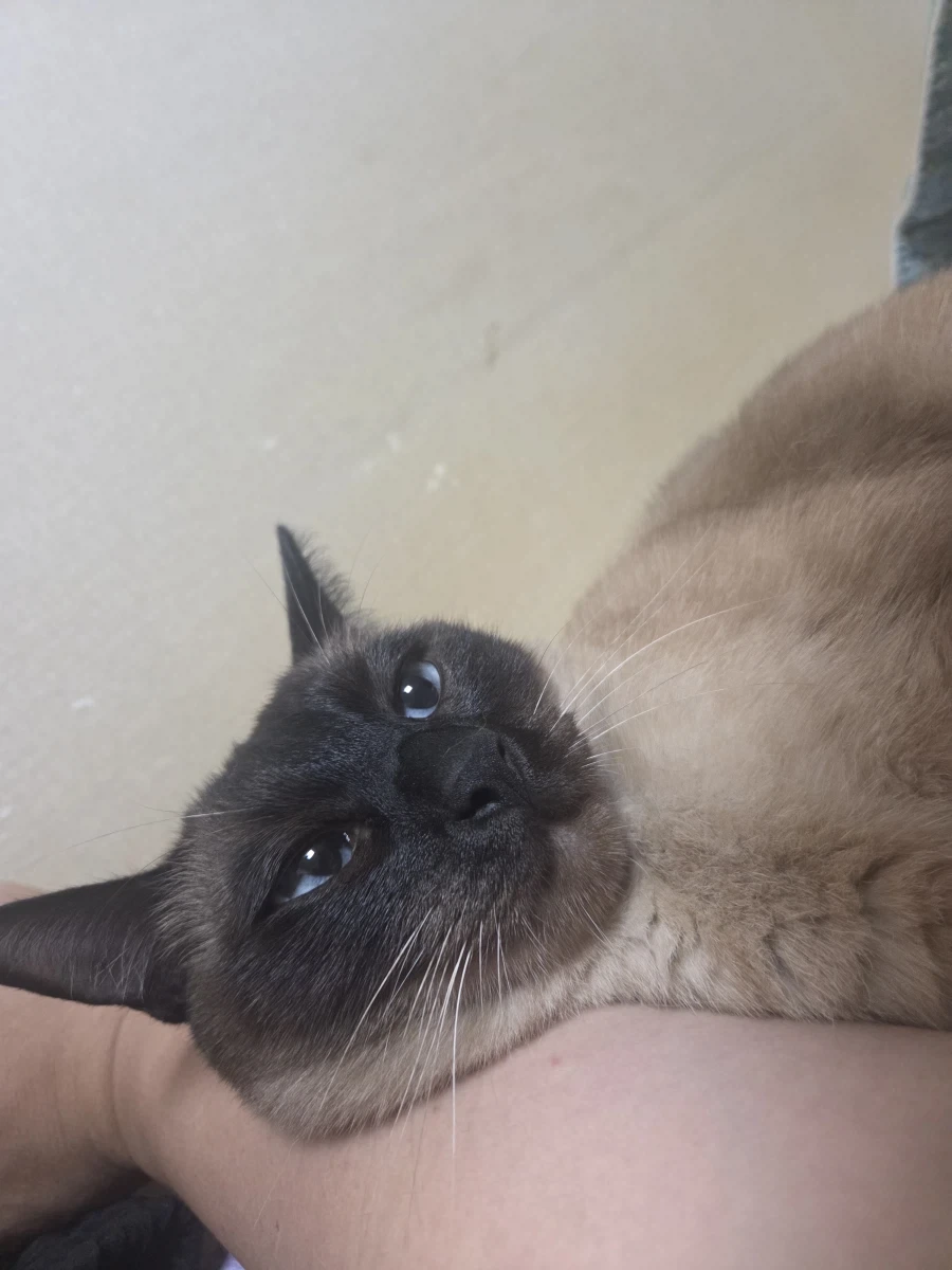 집사 손이 편하고 좋은 고양이_5.webp