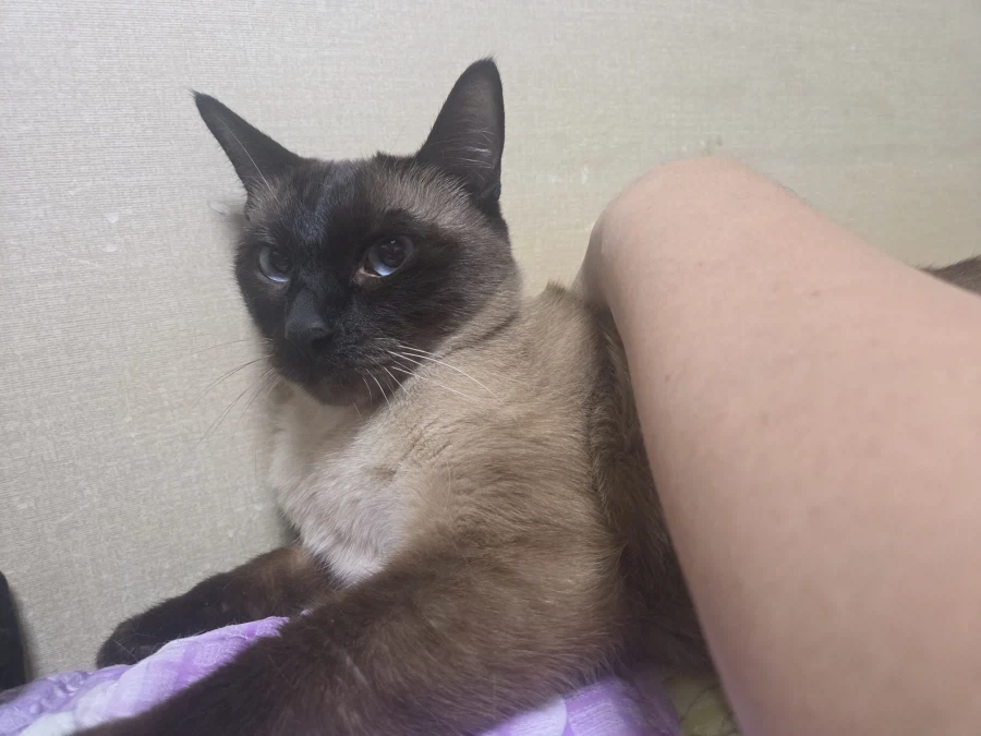 집사 손이 편하고 좋은 고양이_6.webp