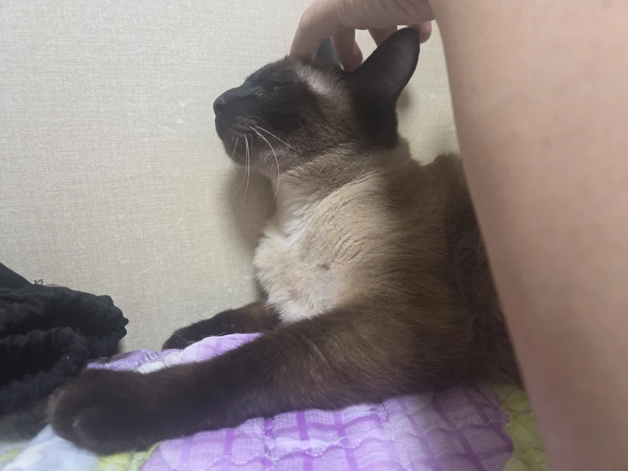 집사 손이 편하고 좋은 고양이_7.webp