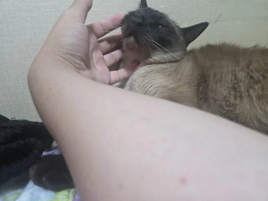 집사 손이 편하고 좋은 고양이_8.webp