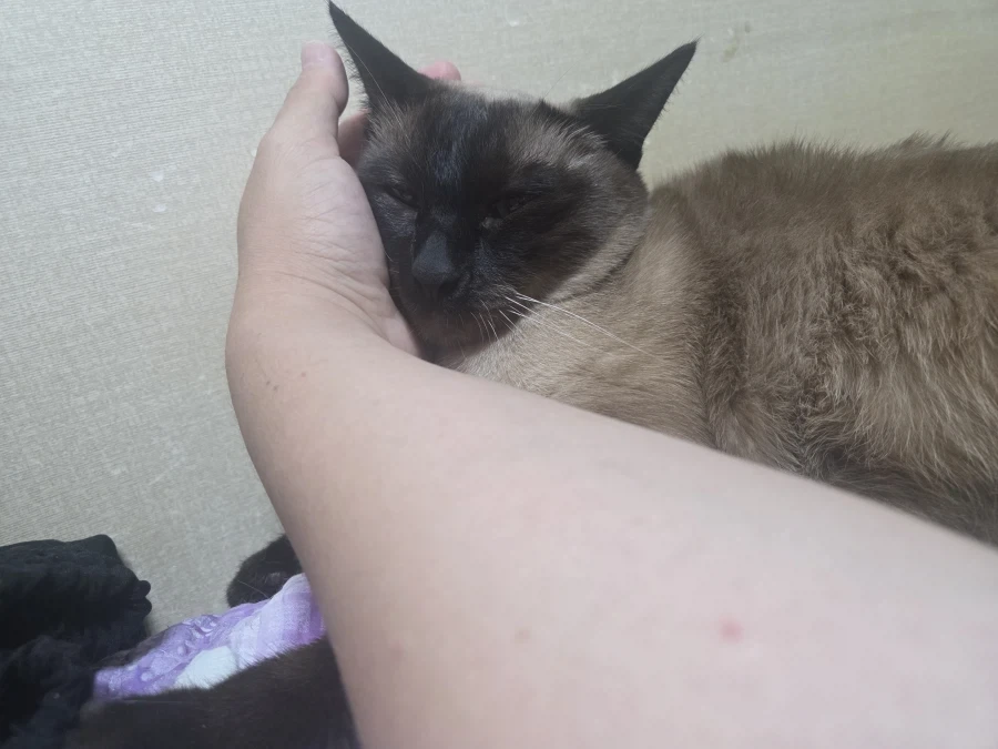 집사 손이 편하고 좋은 고양이_9.webp