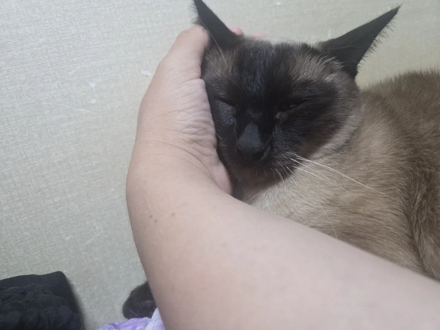 집사 손이 편하고 좋은 고양이_10.webp