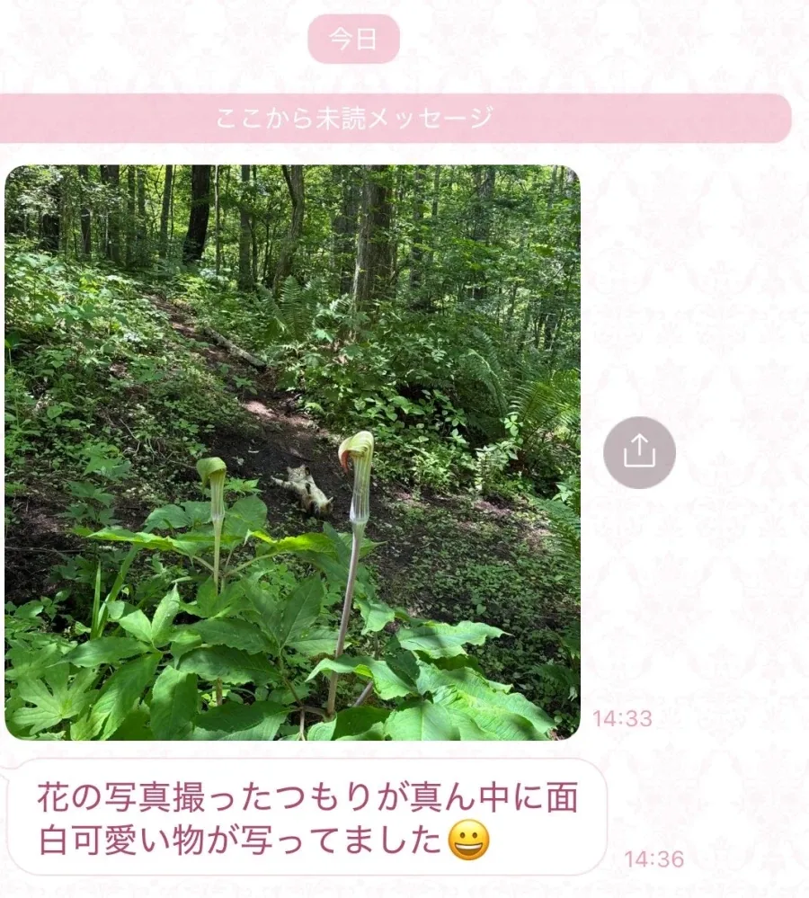 산에서 꽃사진 찍는데 같이 찍힌 것.jpg_2.webp