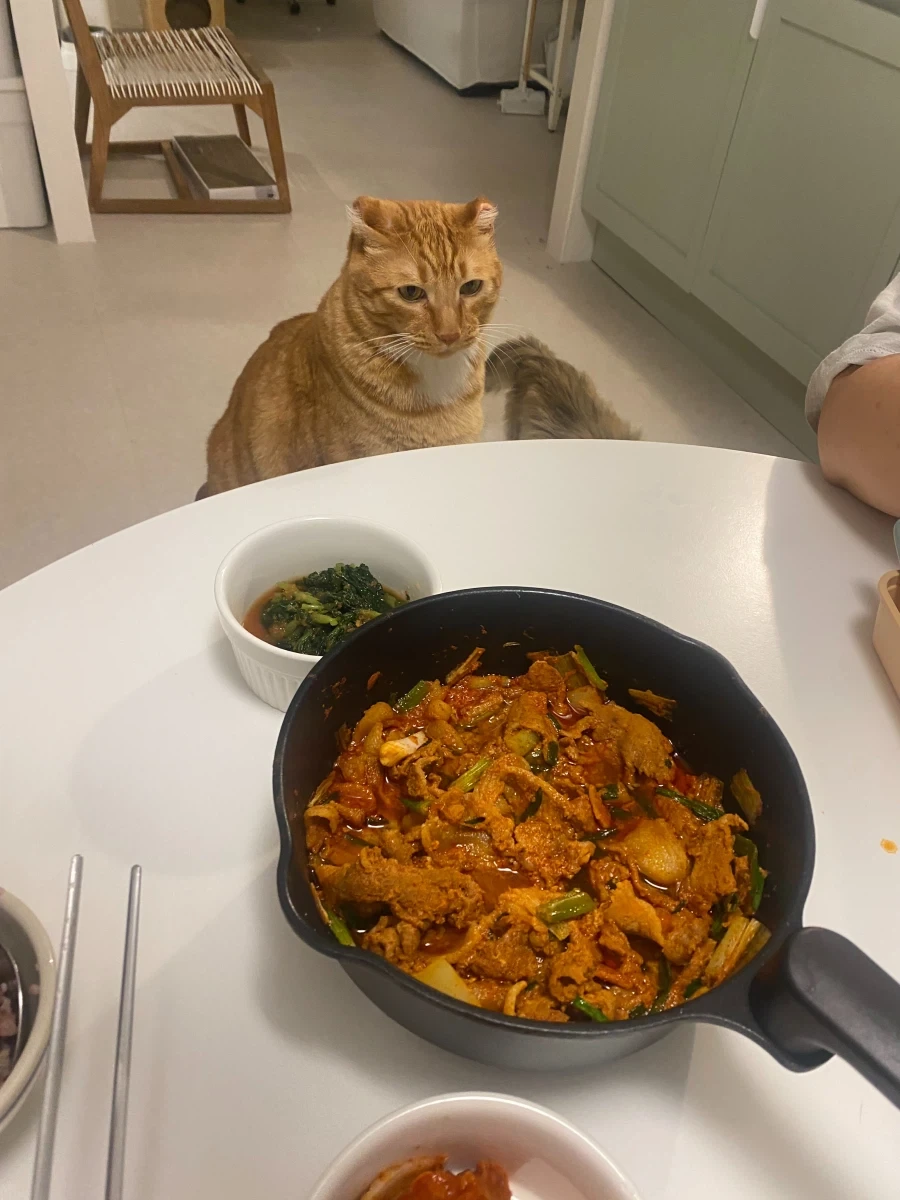 먹을게 없는 고양이_1.webp