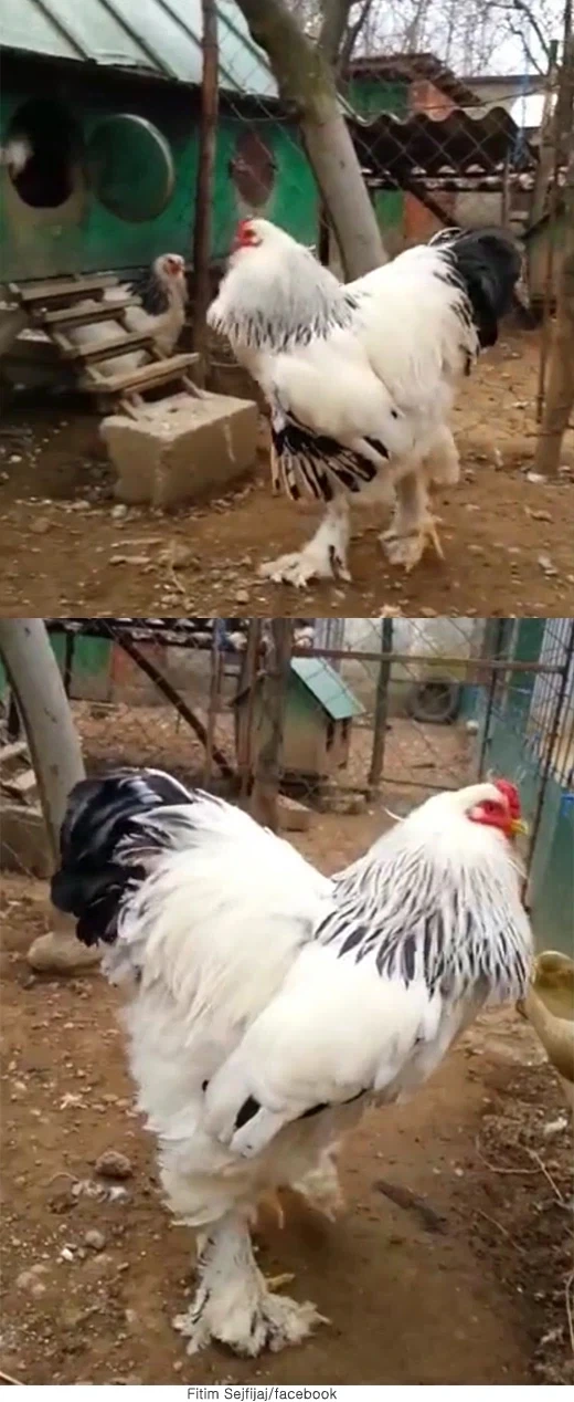 온몸이 치킨으로 이루어져있다는 생물.jpg_1.webp