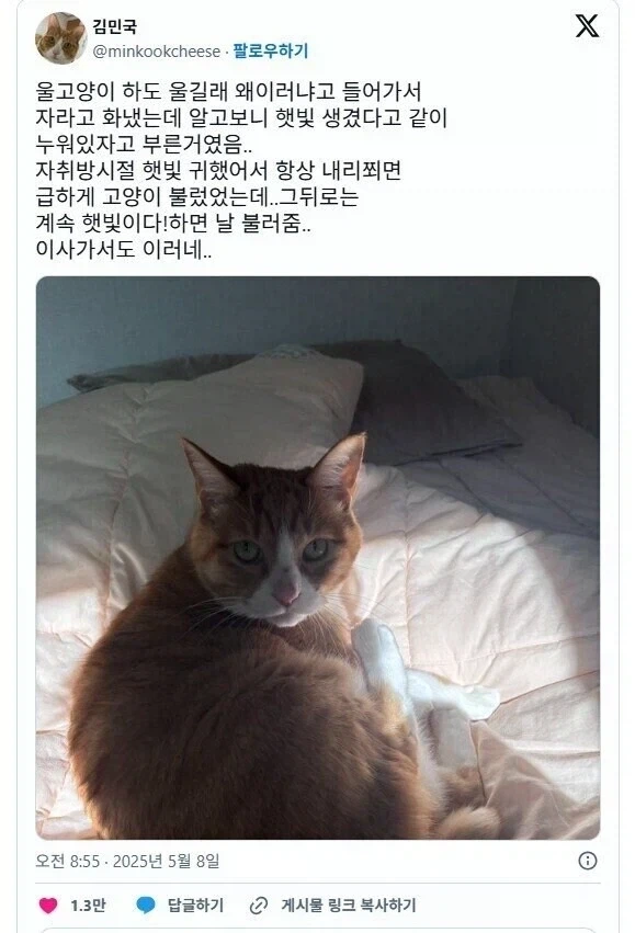 고양이가 집사를 자꾸 부른 이유_1.webp