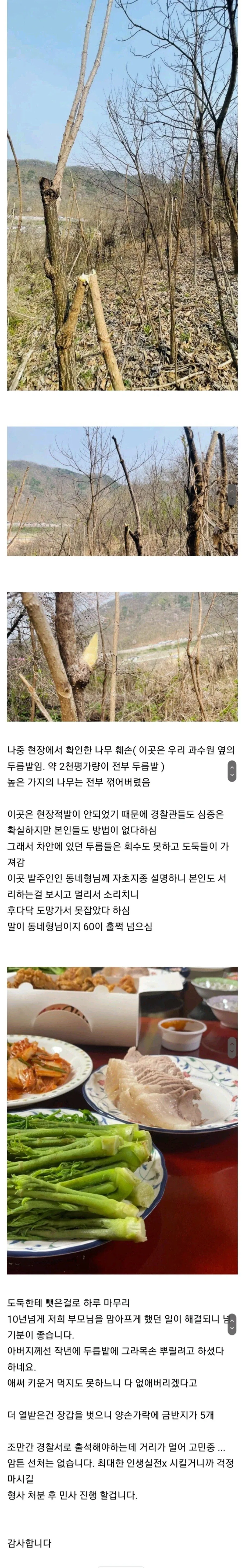 10년 넘게 못 잡던 두릅 도둑이 마침내 잡힌.jpg_3.webp