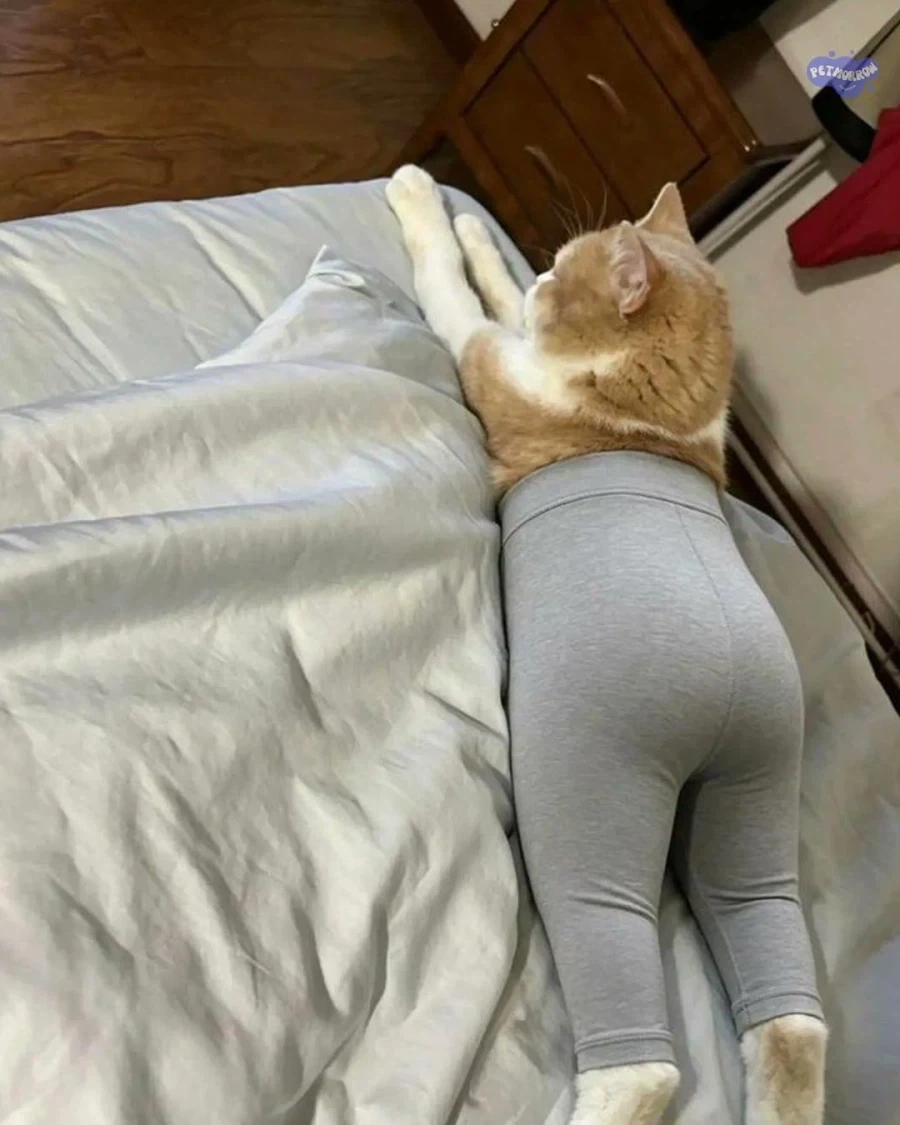 고영희씨에게 레깅스를 입혀보았다._2.webp