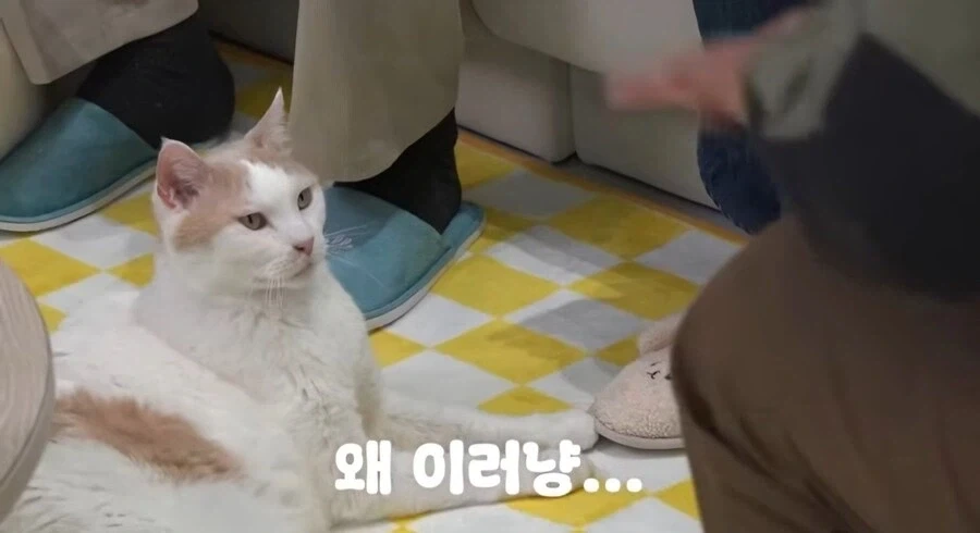 강형욱 솔직히 소문만큼 그렇게 대단하지는..._4.webp