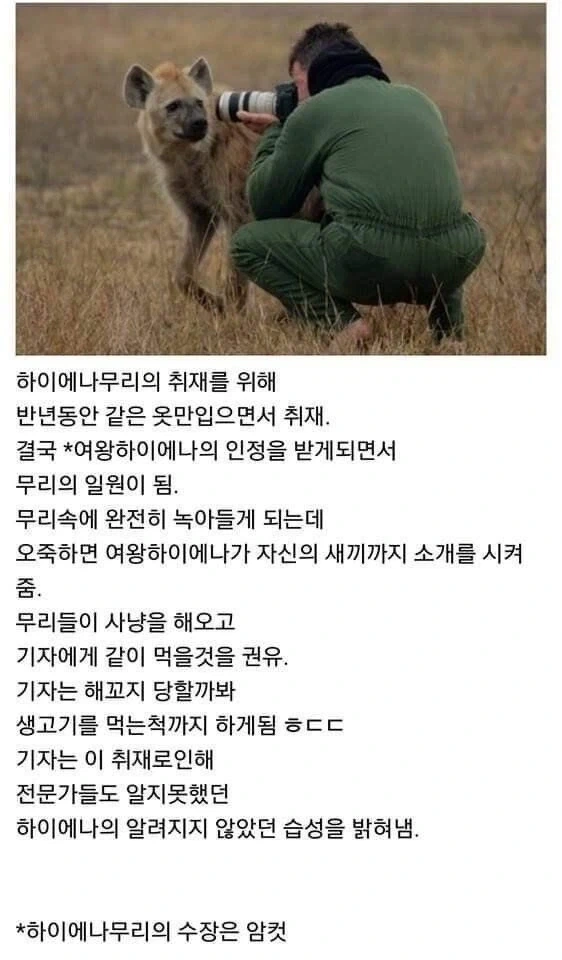 하이에나 : 에휴, 그래 인간아 너 인정해주마;;;;_1.webp