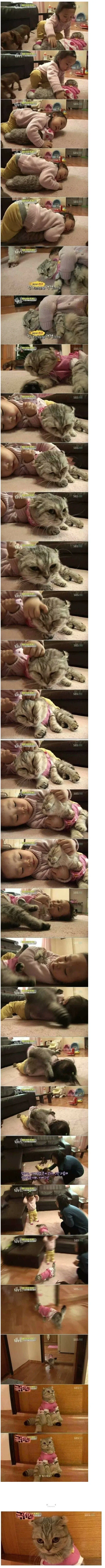 22개월 아기에게 학대당하는 고양이_1.webp