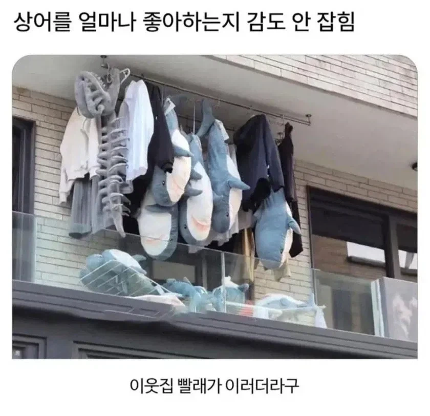 상어가 얼마나 좋으면_1.webp