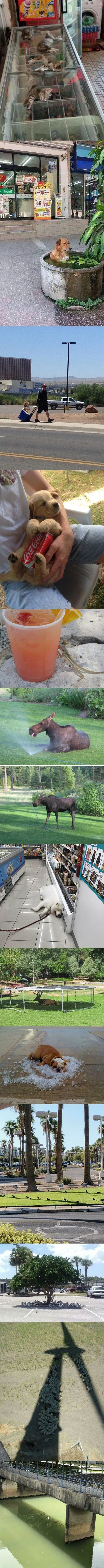 폭염에 지친 동물들.jpg_1.webp