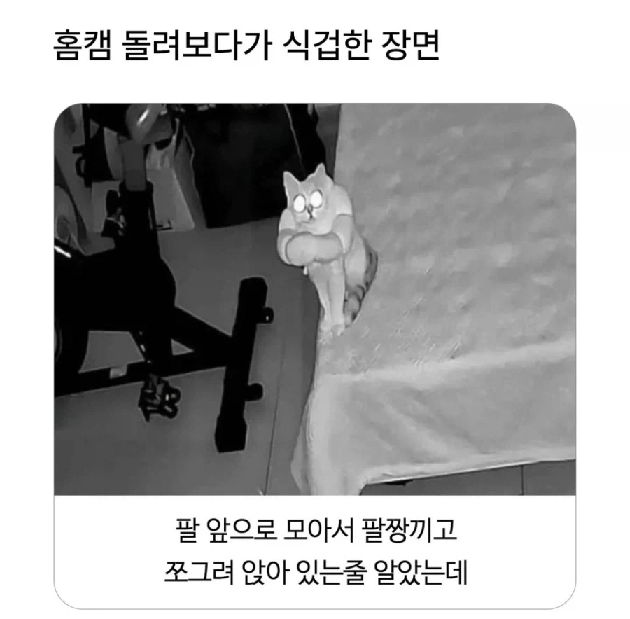 외출 했을때 집에있는 고양이_1.webp