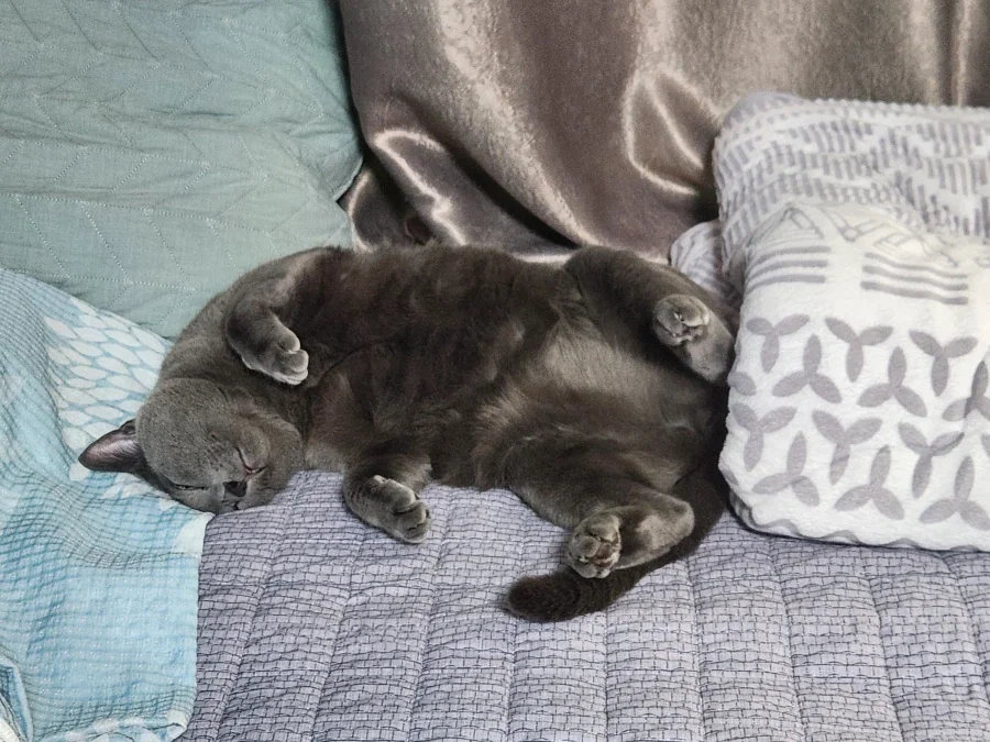 겁나 잘자 냥이_1.webp