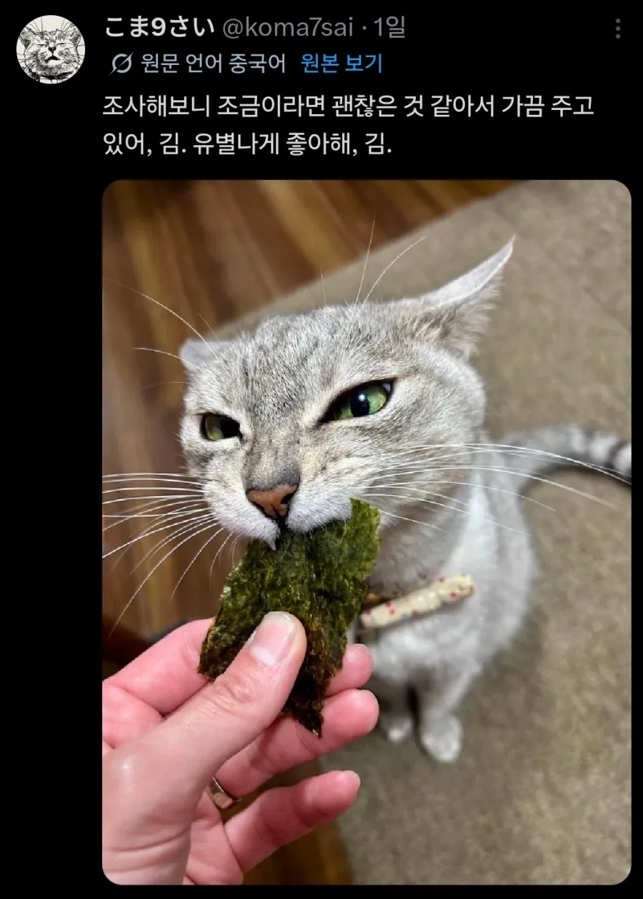 김이 좋은 고양이_1.webp