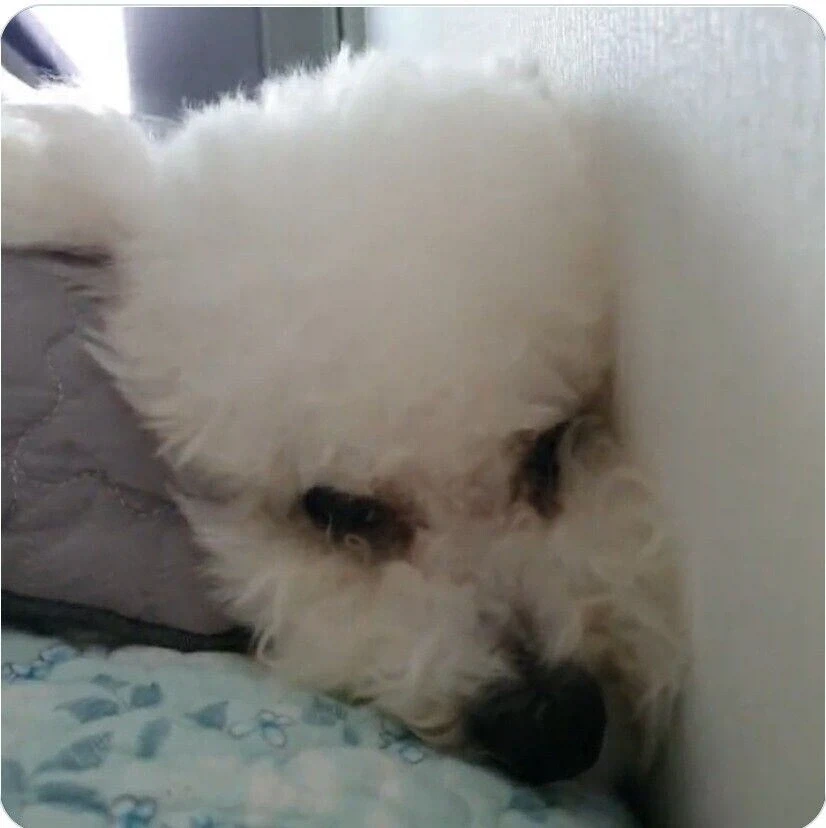 강아지 없어진줄 알고 ㅈㄴ 찾았는데_2.webp
