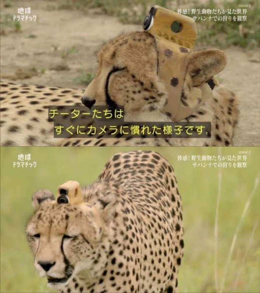 ‘치타들은 카메라에 바로 익숙해진것같습니다.’_1.webp