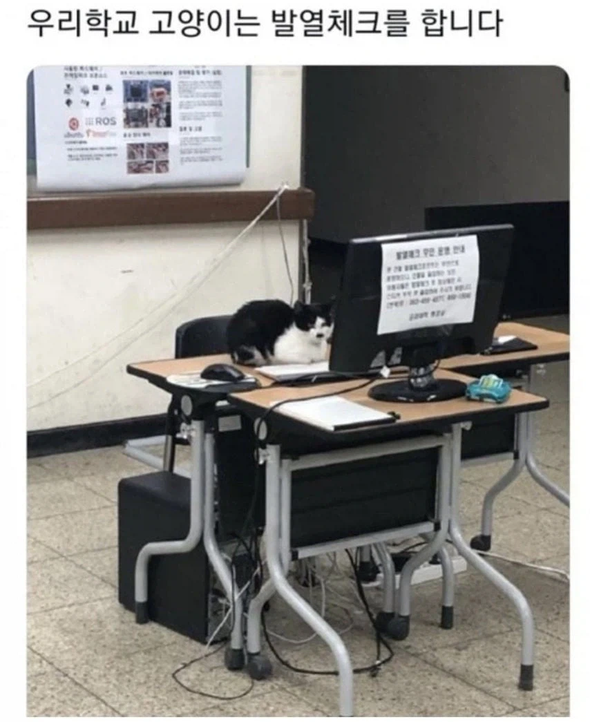 각 대학교별 고양이 자랑.eta_4.webp