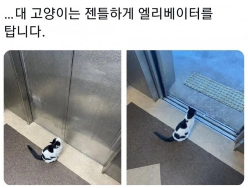 각 대학교별 고양이 자랑.eta_6.webp