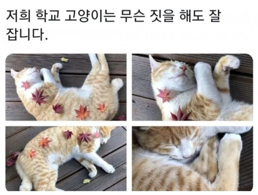 각 대학교별 고양이 자랑.eta_8.webp