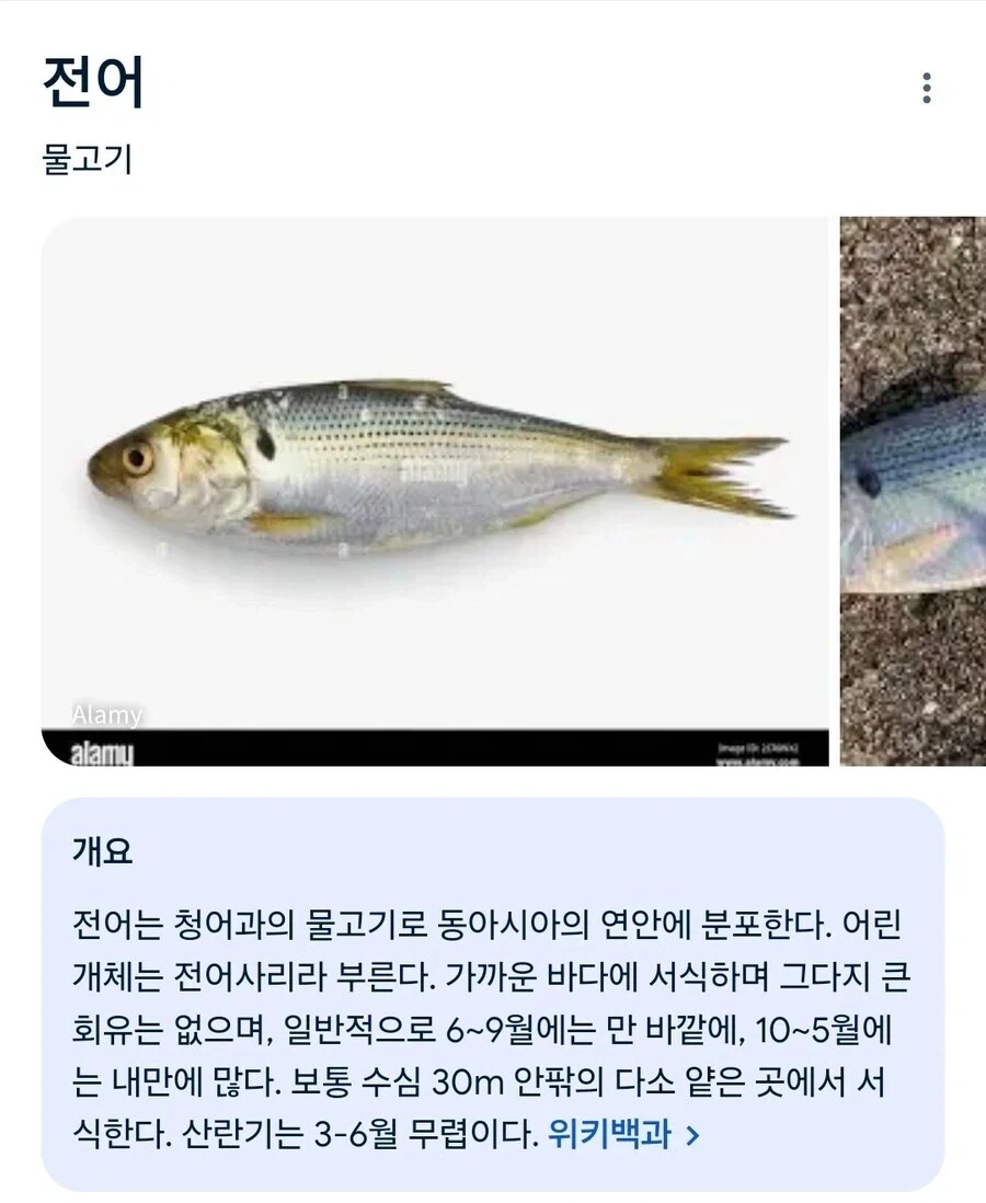 자기소개를 잘 못하는 물고기는?_2.webp