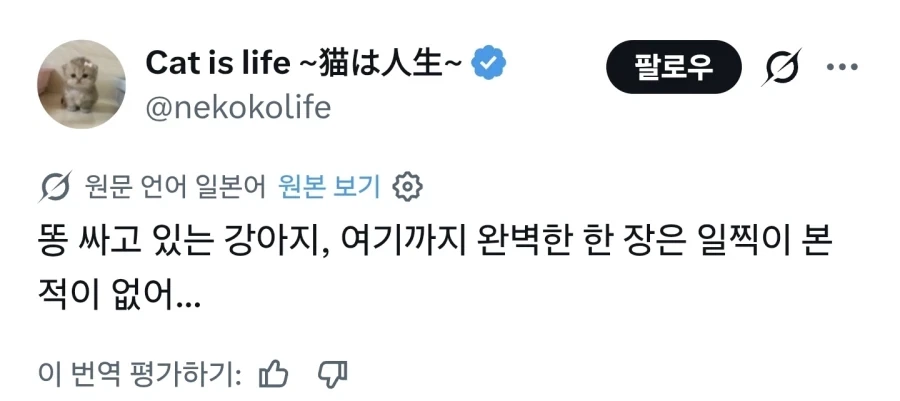혼란한 틈을타 올리는 완벽한 구도의 똥싸는 강아지_1.webp
