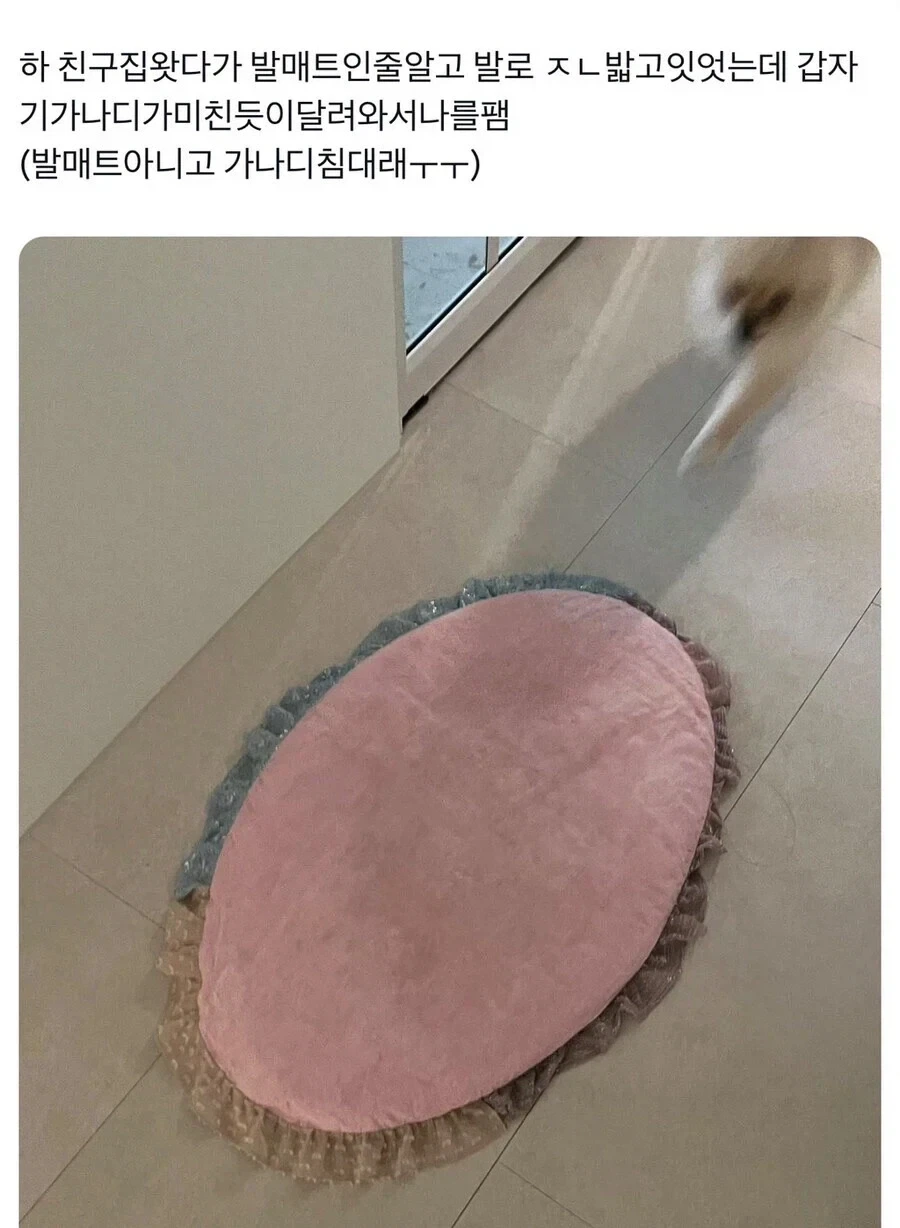 친구집에서 발매트 쓰다가 강아지한테 맞음_1.webp