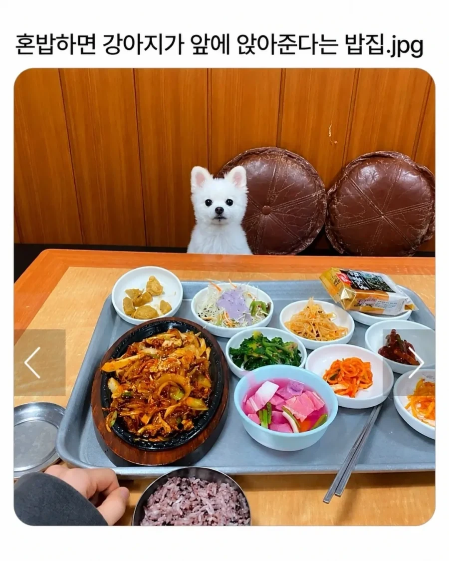 혼밥하면 강아지가 앞에 앉아준다는 밥집_1.webp