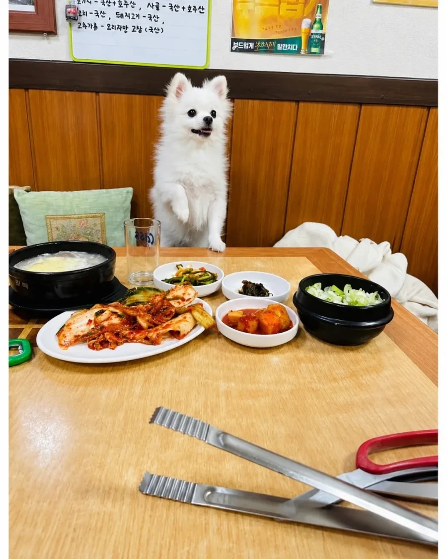 혼밥하면 강아지가 앞에 앉아준다는 밥집_5.webp