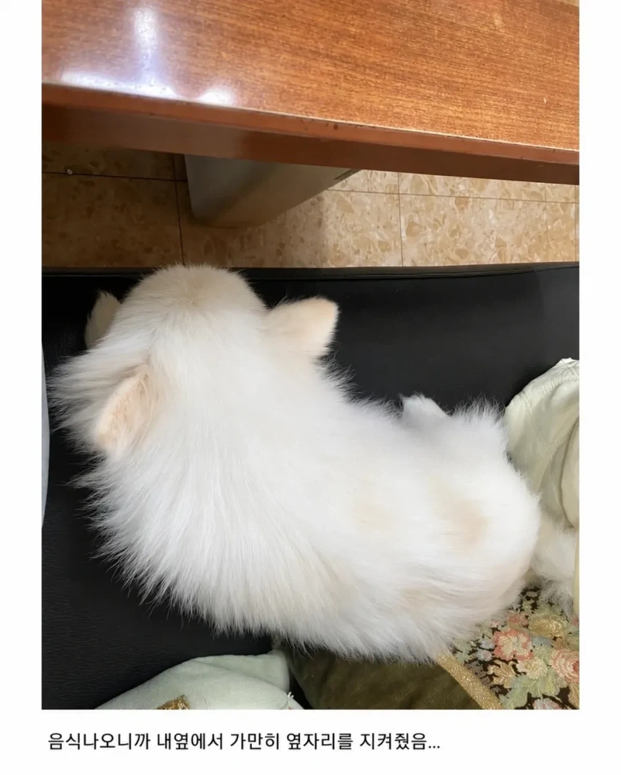 혼밥하면 강아지가 앞에 앉아준다는 밥집_8.webp