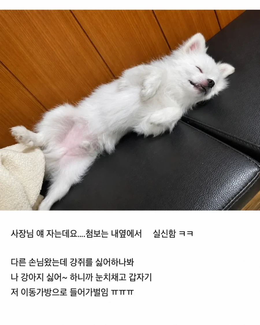 혼밥하면 강아지가 앞에 앉아준다는 밥집_9.webp