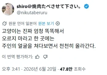 고양이는 똑똑하다, 주인이 올라가지 말라고 말하면_1.webp