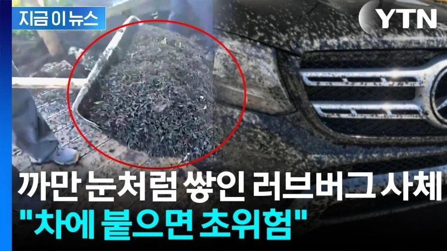 러브버그 출몰철만 되면 나오는 소리_2.webp