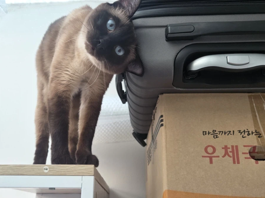 고양이가 계속 천장을 보고 있어요...혹시 귀신보는?!?!_1.webp