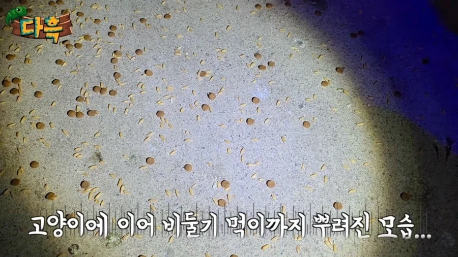 서울에서 러브버그보다 심각해질 문제_4.webp